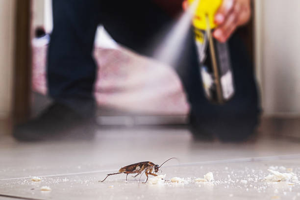 Best Local Pest Control Services  in Belle Meade, TN